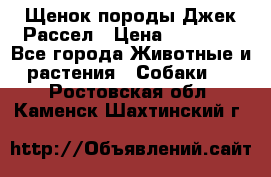 Щенок породы Джек Рассел › Цена ­ 50 000 - Все города Животные и растения » Собаки   . Ростовская обл.,Каменск-Шахтинский г.